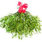 mistletoe-sprigs