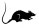 rat